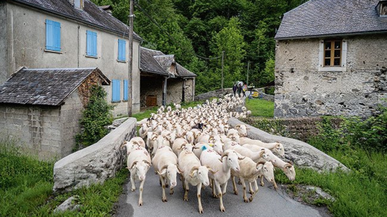 Mouton2